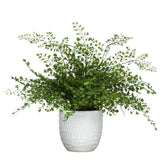MAIDEN HAIR FERN IN WHITE - Hedi's Furniture